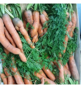 CAROTTES NOUVELLES EN BOTTE