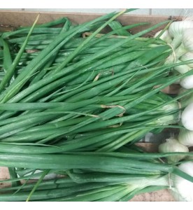 OIGNONS NOUVEAUX EN BOTTE