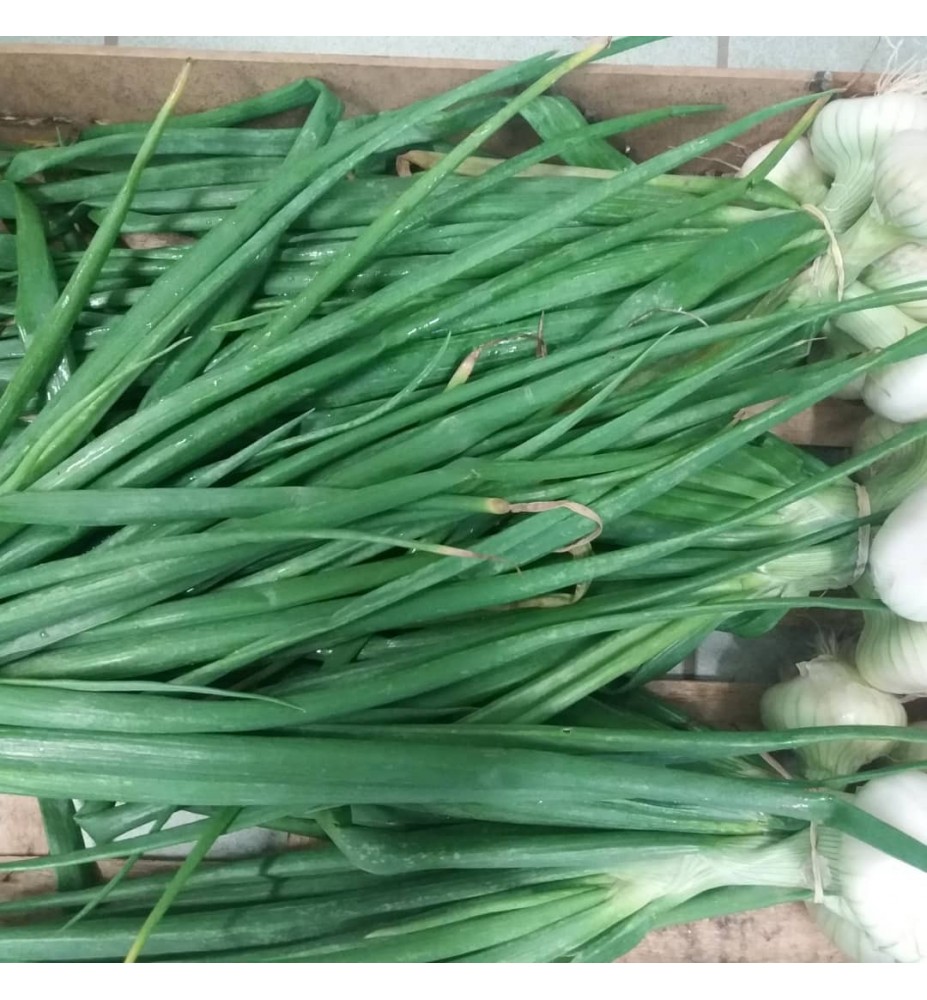 OIGNONS NOUVEAUX EN BOTTE