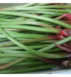 RHUBARBE