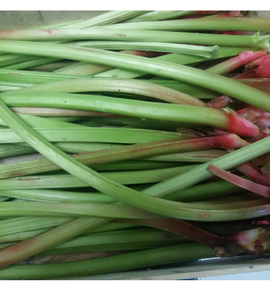 RHUBARBE