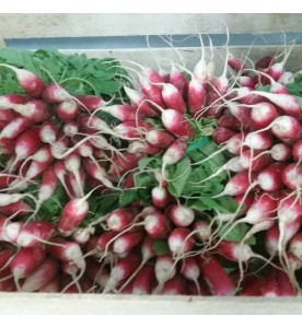 RADIS ROSE EN BOTTE