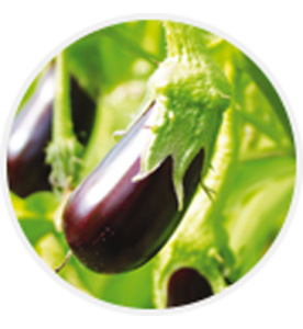 Aubergine