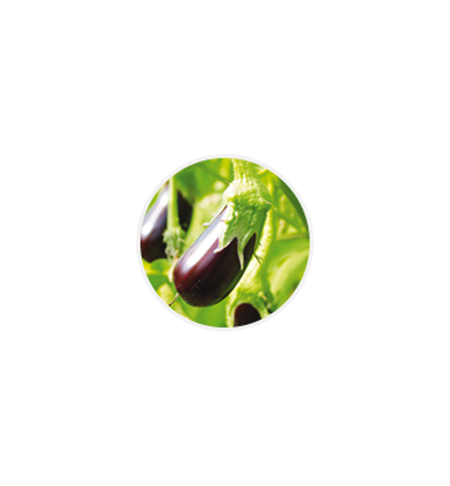 Aubergine
