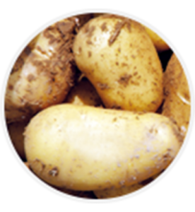 Pomme de terre Charlotte