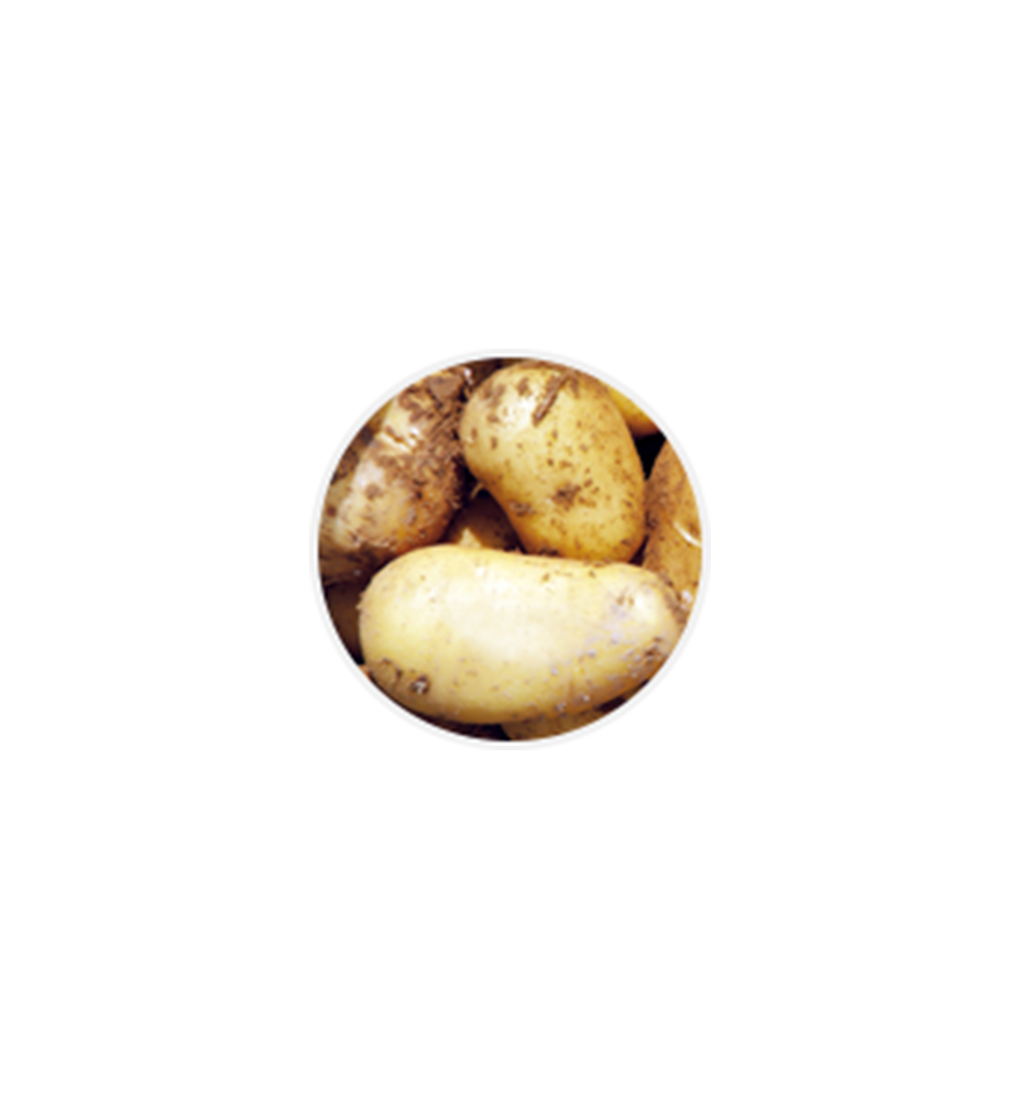 Pomme de terre Charlotte