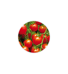 tomates cerises