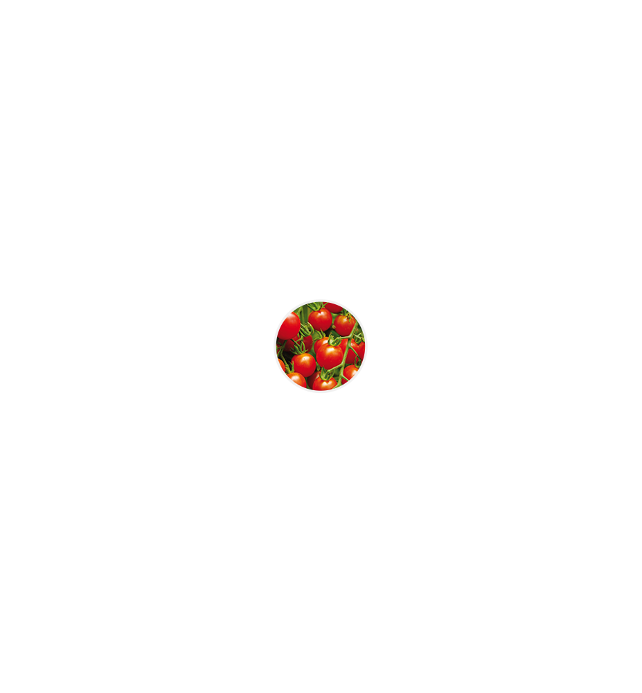 tomates cerises