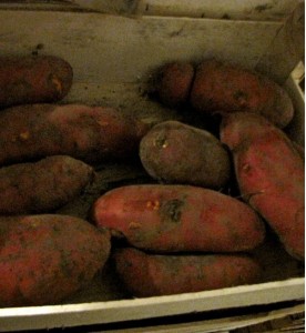 PATATES DOUCES