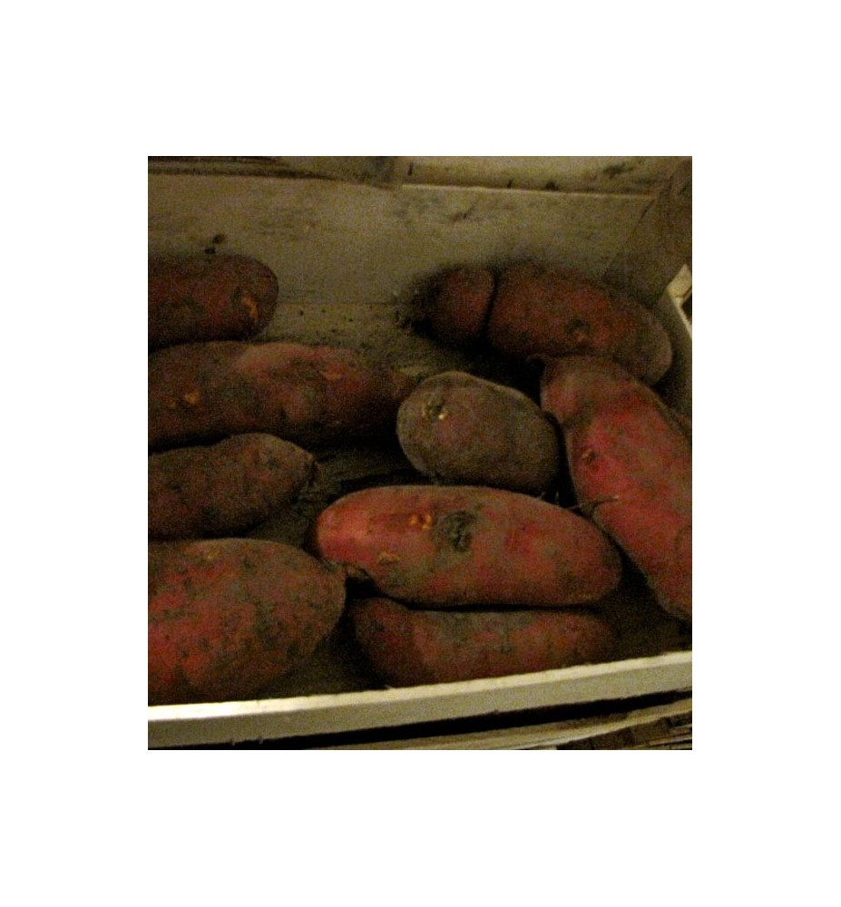 PATATES DOUCES