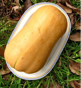 COURGE BUTTERNUT