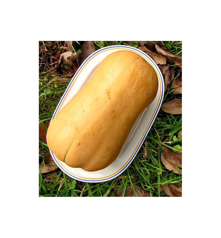 COURGE BUTTERNUT