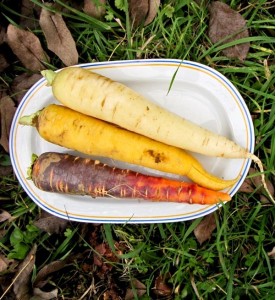 CAROTTES DE COULEUR