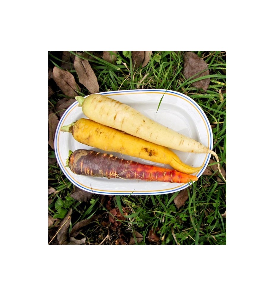 CAROTTES DE COULEUR