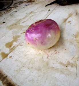 NAVET VIOLET