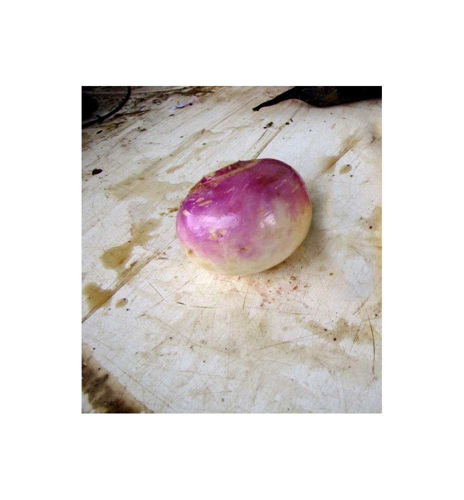 NAVET VIOLET
