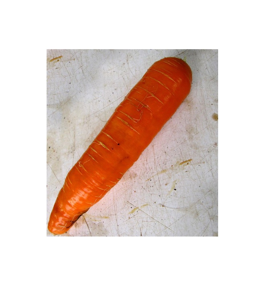 Carottes
