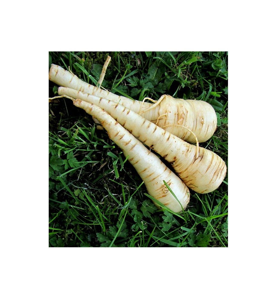 PANAIS