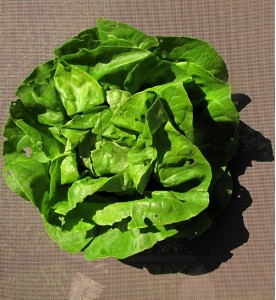 Salades