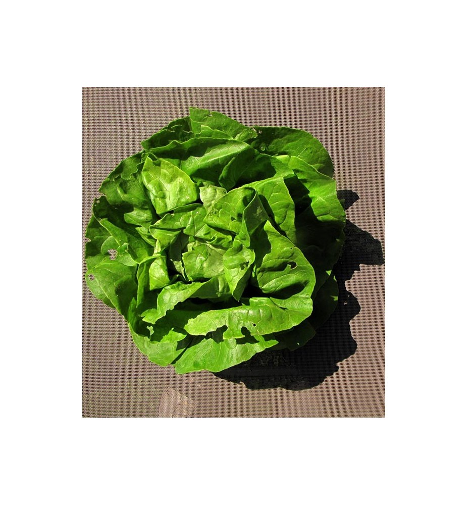 Salades