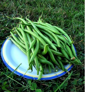 HARICOTS VERTS