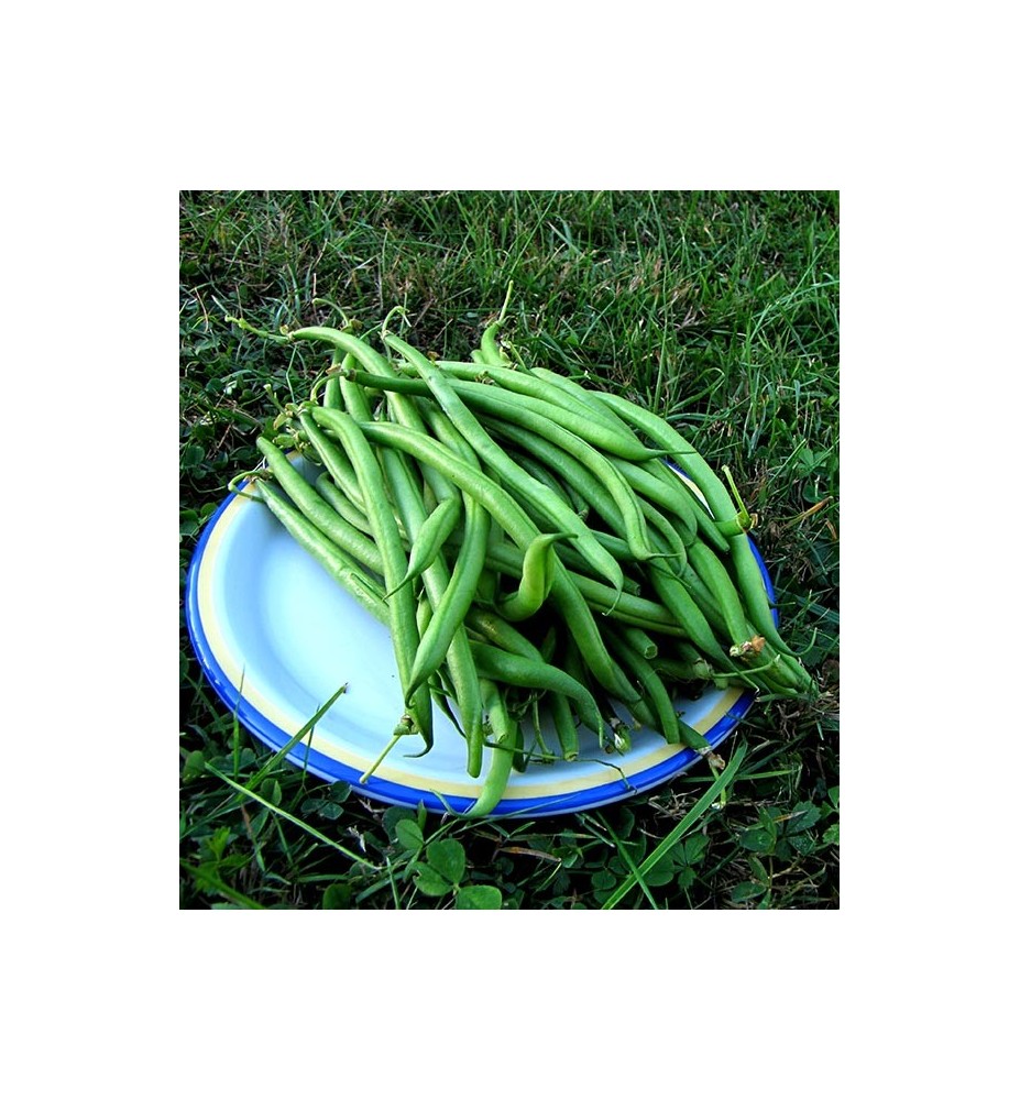 HARICOTS VERTS