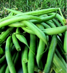 HARICOTS VERTS