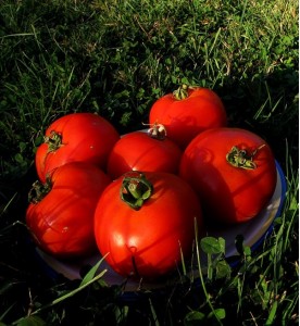 Tomates