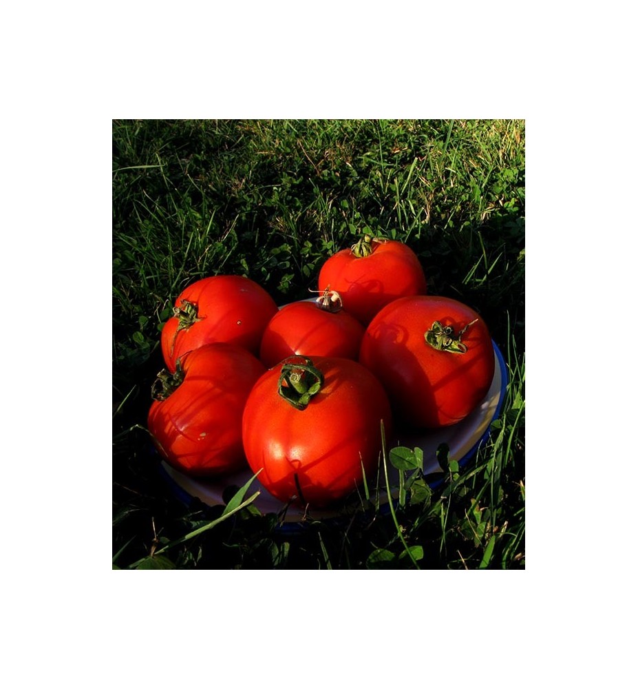 Tomates