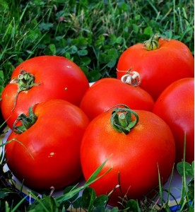 Tomates