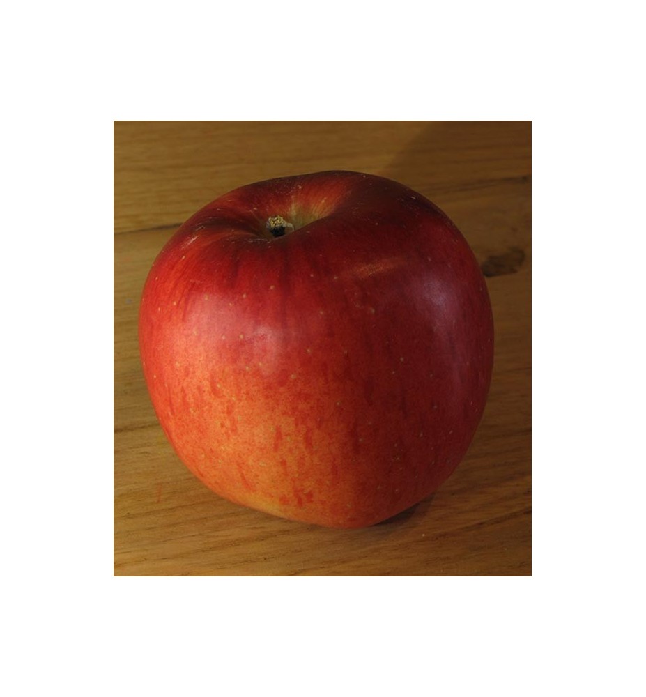 POMMES MELROSE