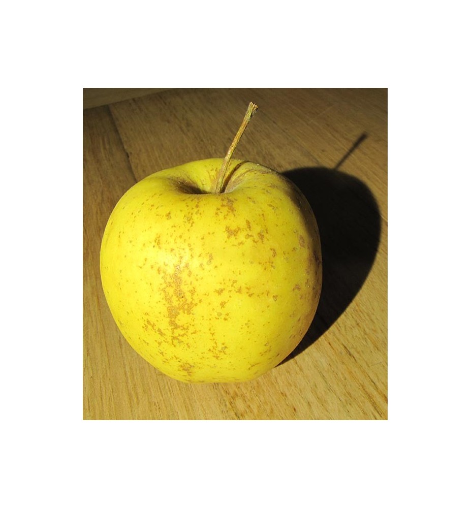 POMMES GOLDEN