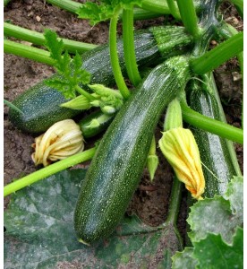 Courgettes
