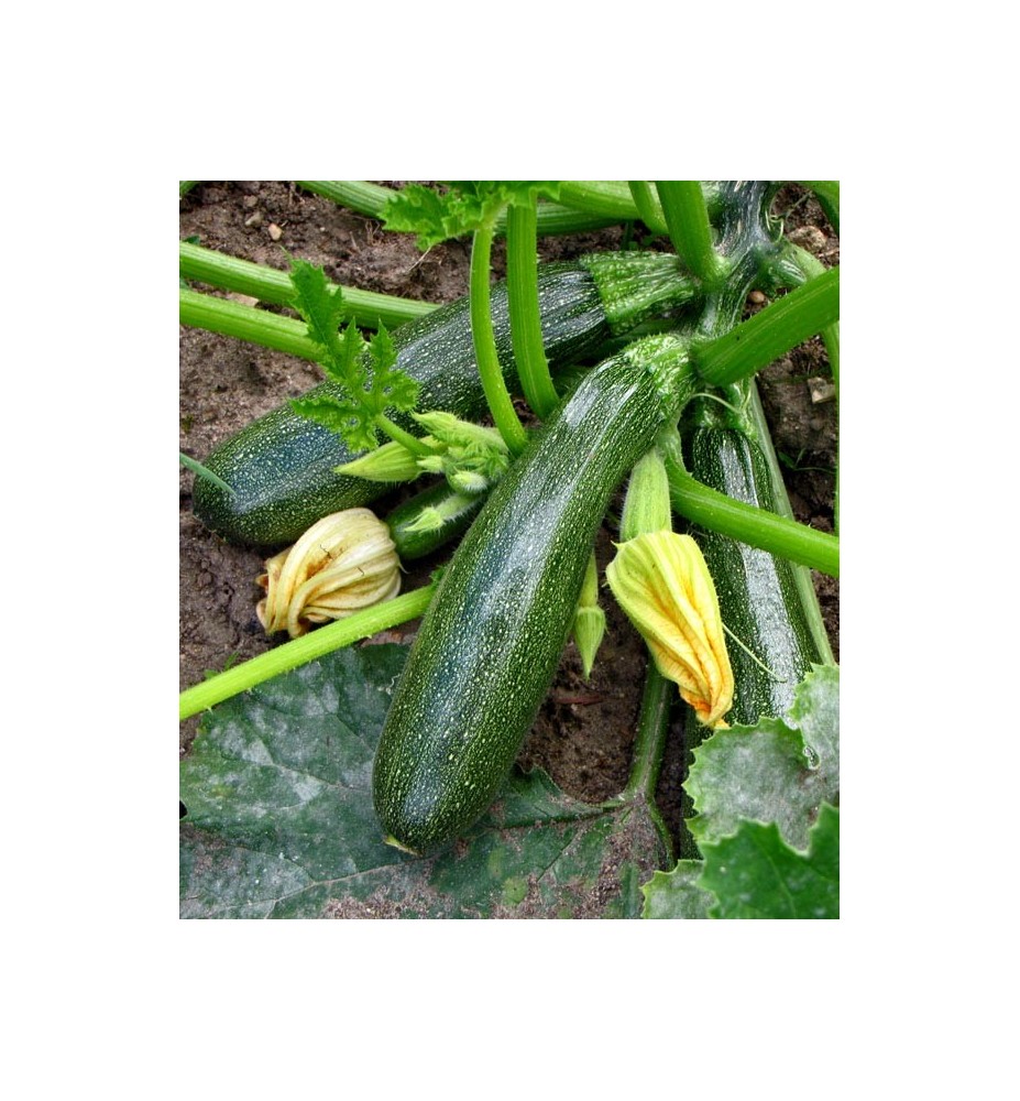 Courgettes
