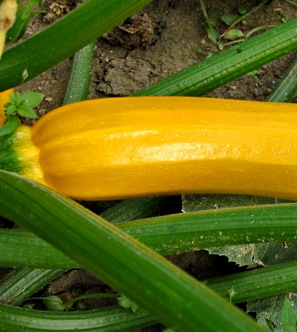 Courgettes jaunes