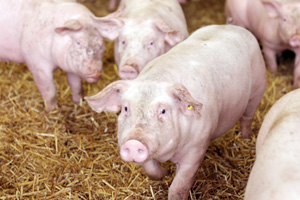 Nos cochons